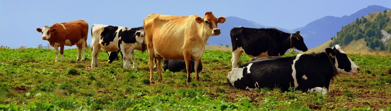 За рік кількість ВРХ в Україні зменшилася на 4 відсотки