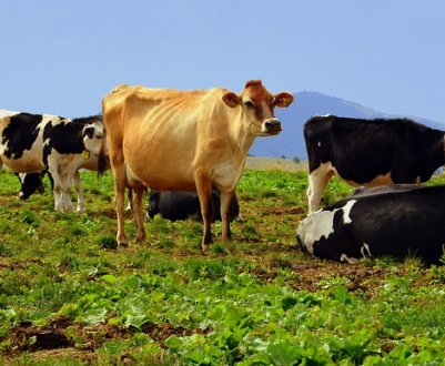 За рік кількість ВРХ в Україні зменшилася на 4 відсотки