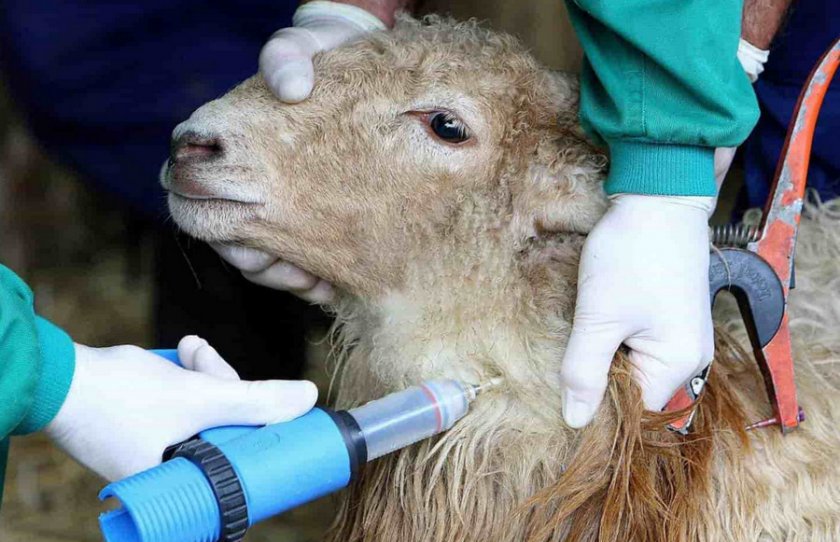 Вакцинация крс вакциной против оспы овец thumbnail