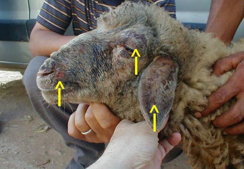 Оспа овец и коз вакцинация thumbnail