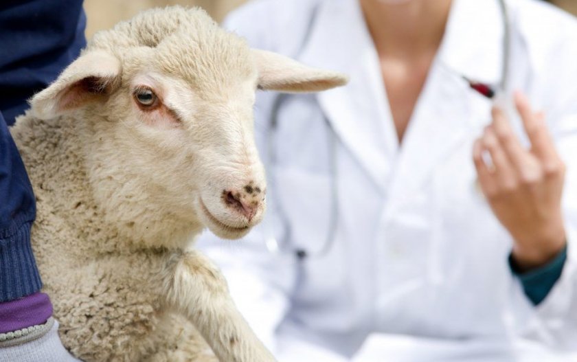 Вакцина против оспы овец и нодулярного дерматита крс thumbnail