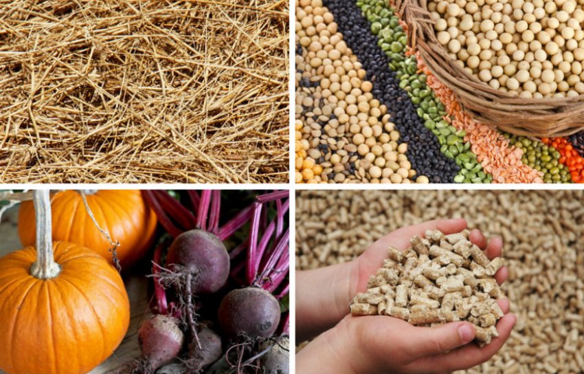 Раціон овець Іль де Франс Раціон овець Іль де Франс