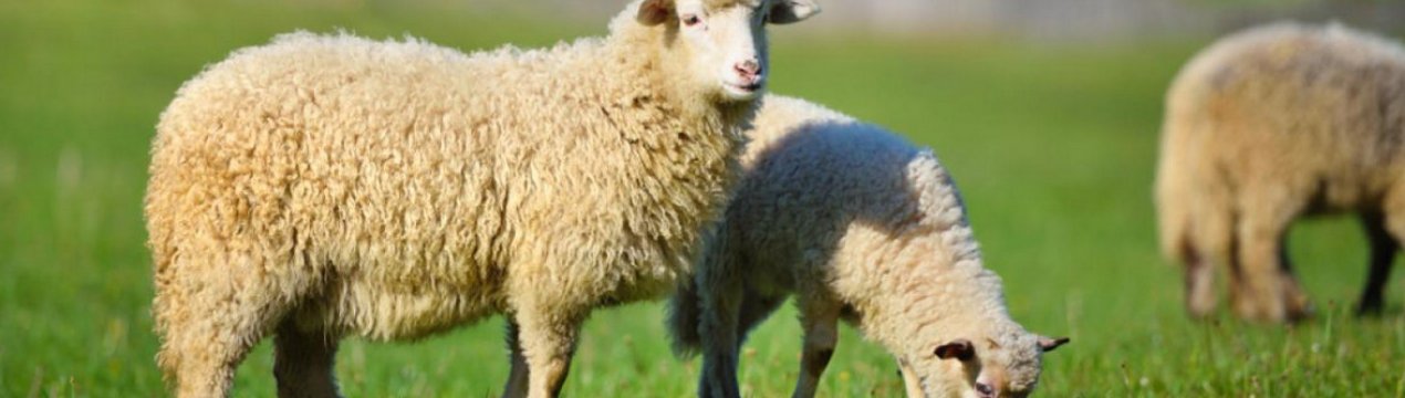 Застосування вакцини проти віспи овець і кіз, інструкція