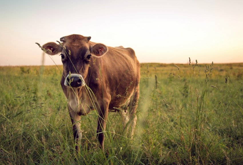 За рік кількість ВРХ в Україні зменшилося на 4% відсотка