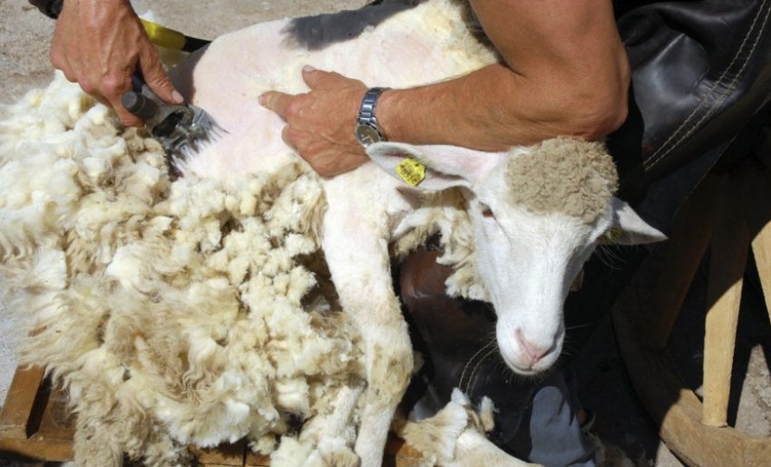 Стрижка овець Стрижка овець