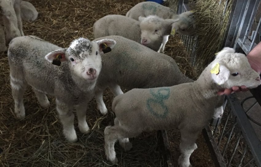 Ягнята породи Іль де Франс Ягнята породи Іль де Франс