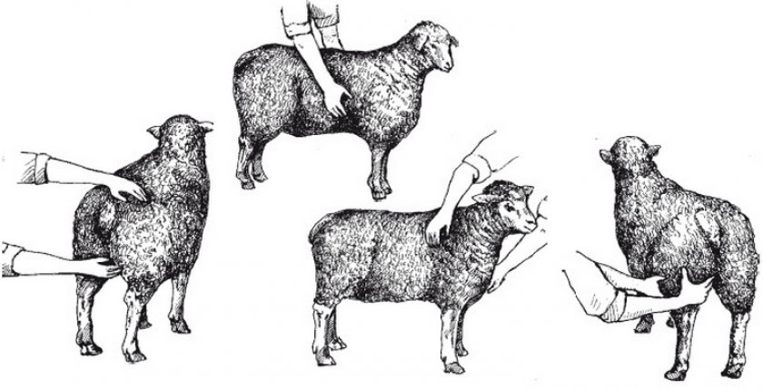Определение суягности у овец