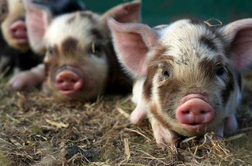 Майже вся територія В'єтнаму вражена АЧС