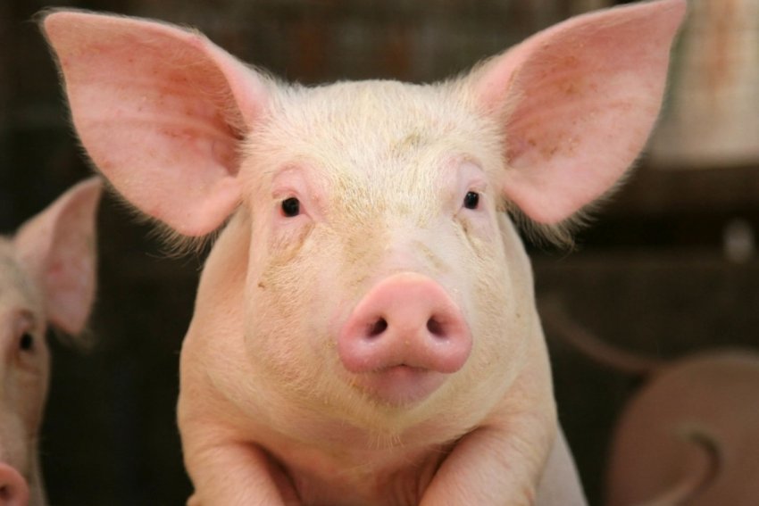 Майже вся територія В'єтнаму вражена АЧС