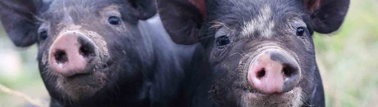 Майже вся територія В'єтнаму вражена АЧС