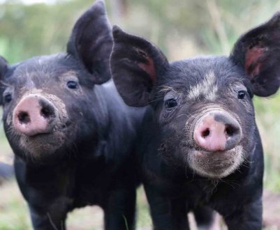 Майже вся територія В'єтнаму вражена АЧС