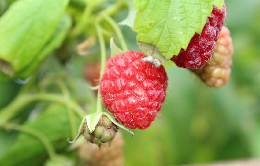 Вирощування малини Вирощування малини