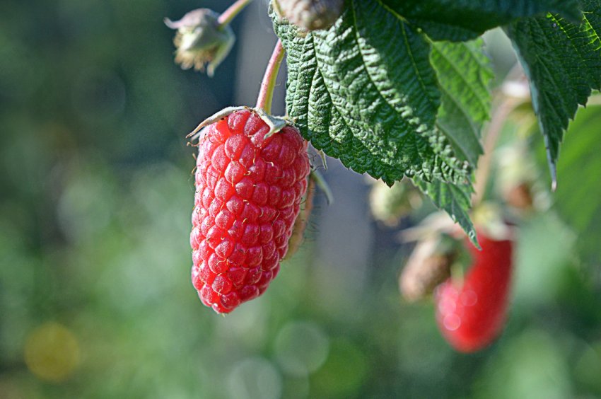 Ремонтантна малина Ремонтантна малина