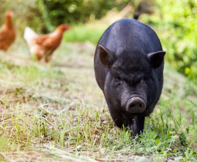 У Південній Кореї в районі демілітаризованої зони завершено карантин проти АЧС