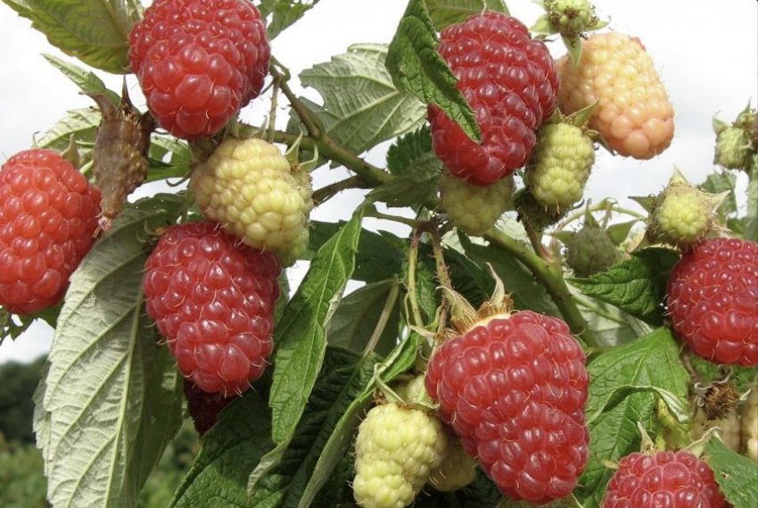 Малина сорту Арбат Малина сорту Арбат