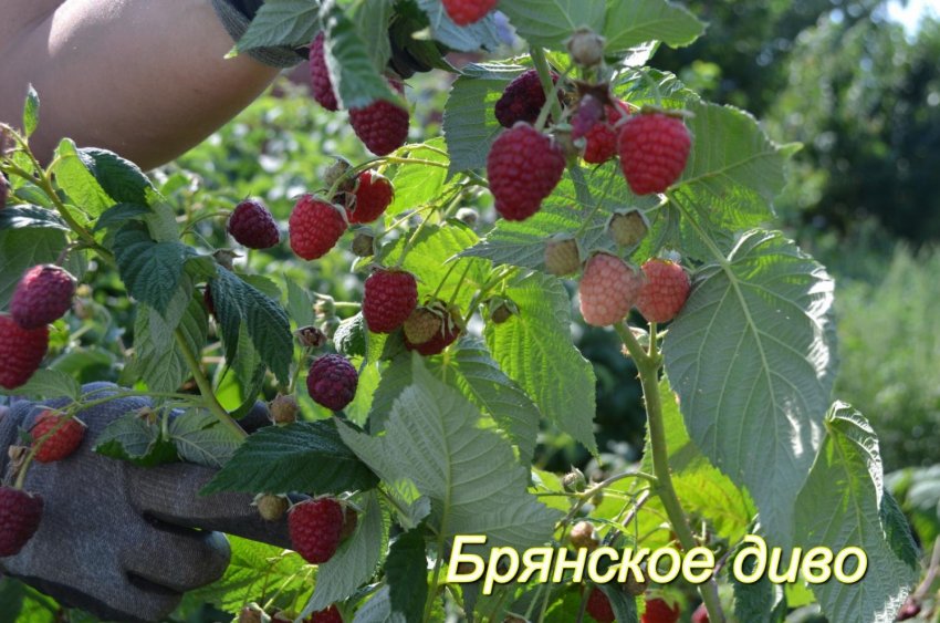Малина Брянське диво Малина Брянське диво