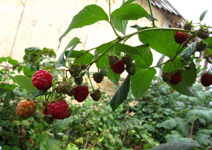 Малина сорту Брянська Малина сорту Брянська