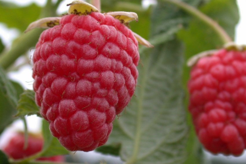 Малина Геракл Малина Геракл