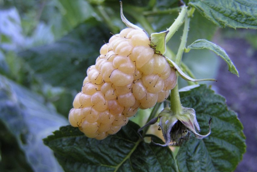 Малина сорту Золоті куполи Малина сорту Золоті куполи