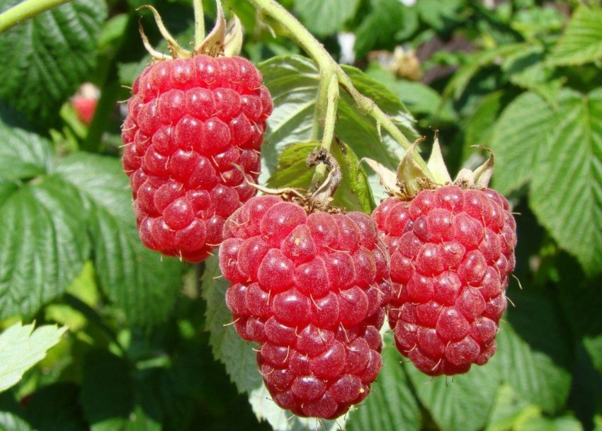 Сорт малини Персея Сорт малини Персея