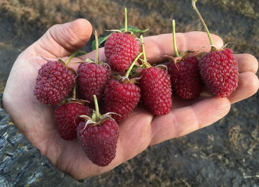 Малина Гігант московський Малина Гігант московський