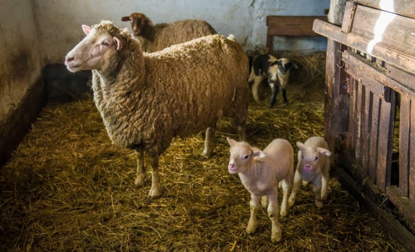 Признаки беременности у овец романовской породы thumbnail