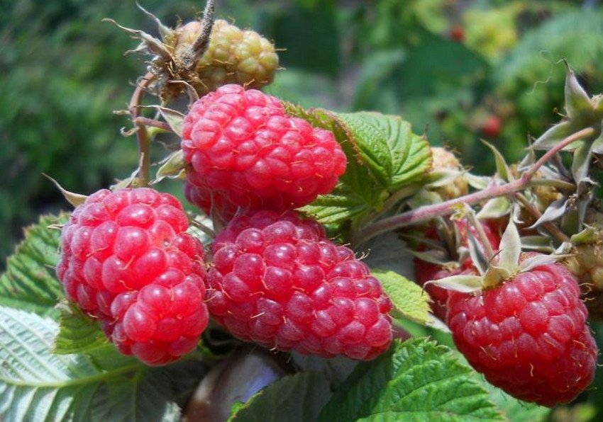 Гордість Росії Гордість Росії