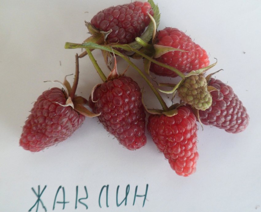 Жаклін Жаклін