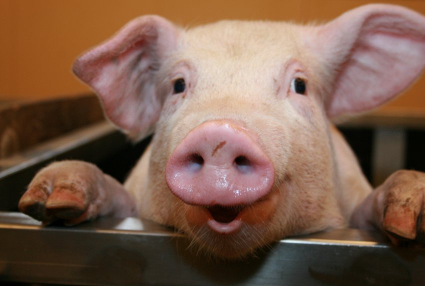 В Південній Кореї в районі демілітаризованої зони завершено карантин проти АЧС