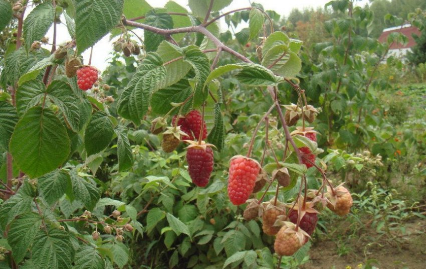 Малина сорту Атлант Малина сорту Атлант