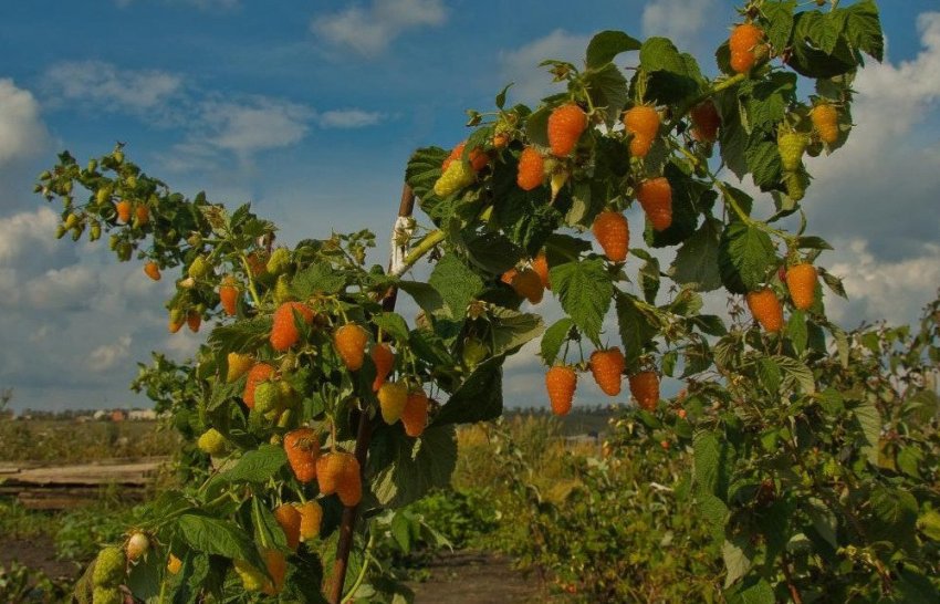 Помаранчеве диво Помаранчеве диво