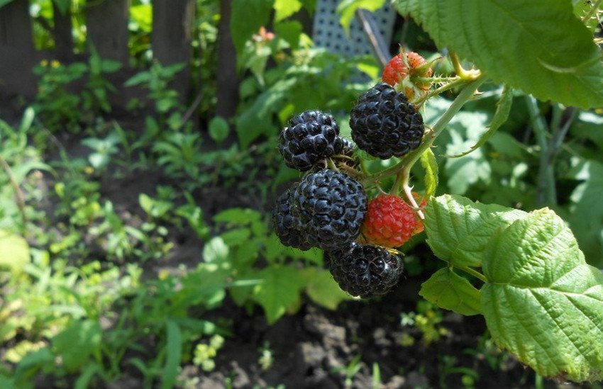 Малина Кумберленд Малина Кумберленд