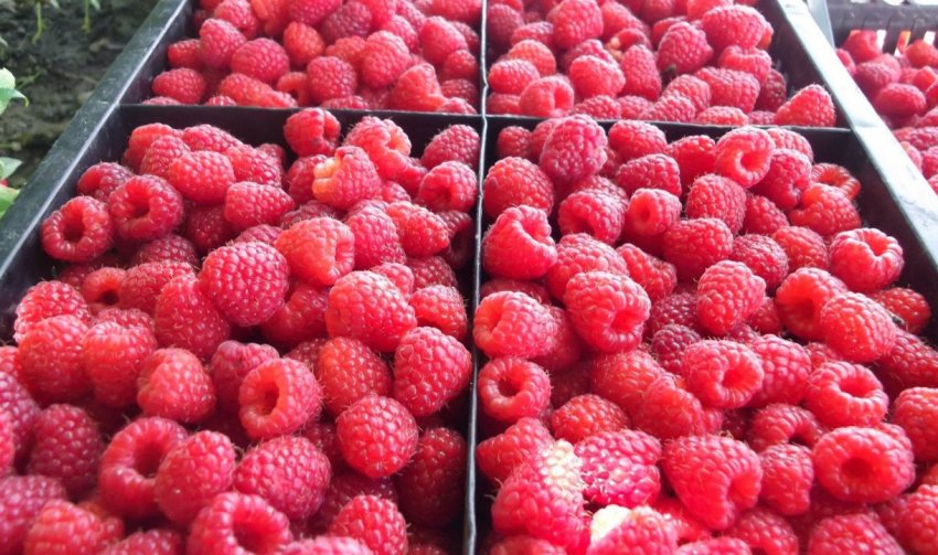 Урожай малини Полана Урожай малини Полана