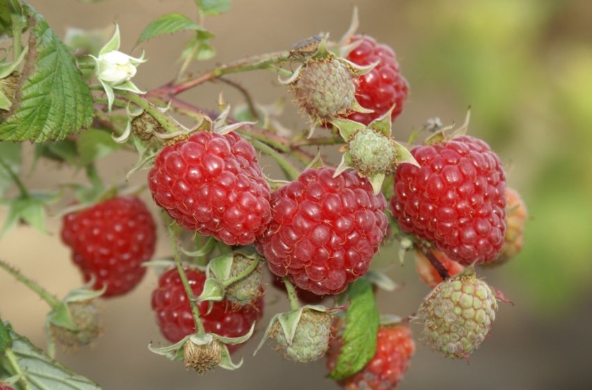 Сорт малини Химбо Топ Сорт малини Химбо Топ