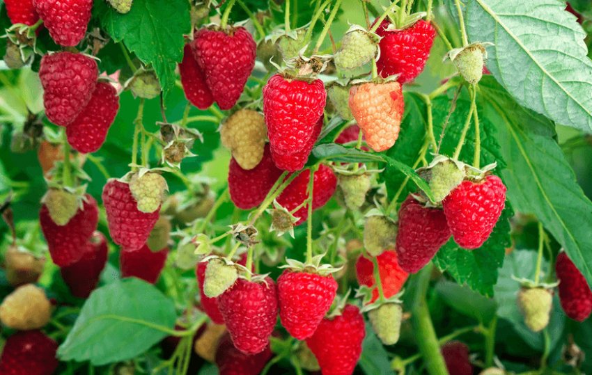 Рубінове намисто Рубінове намисто