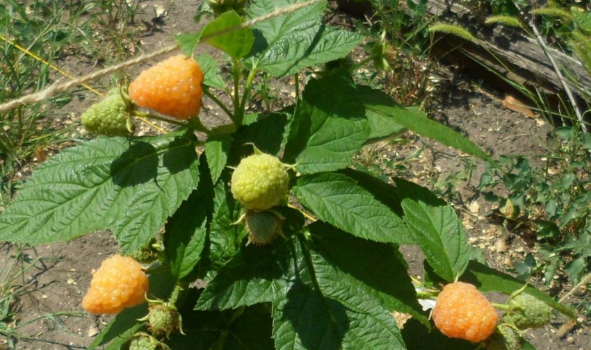 Малина Ярославна Малина Ярославна