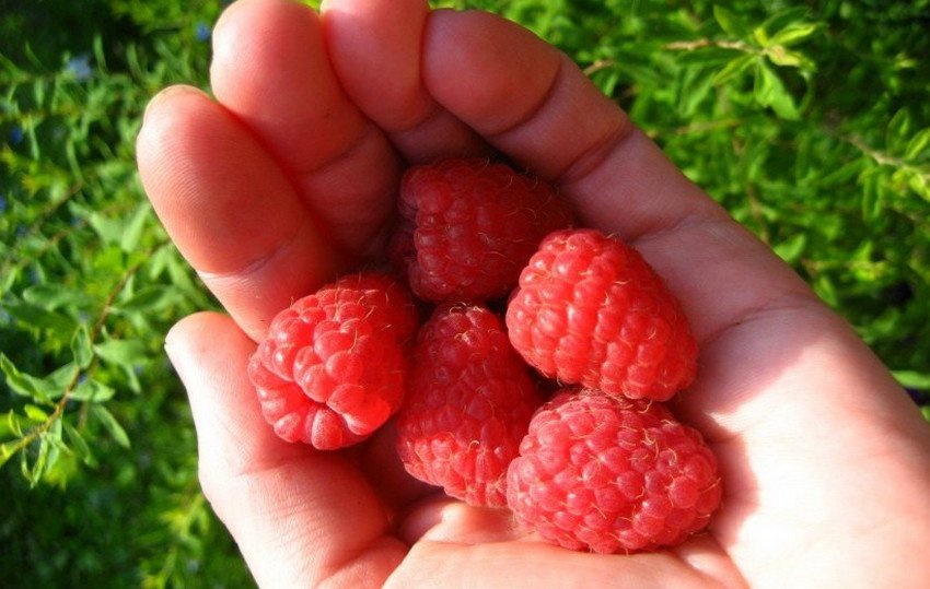 Малина Гусар Малина Гусар