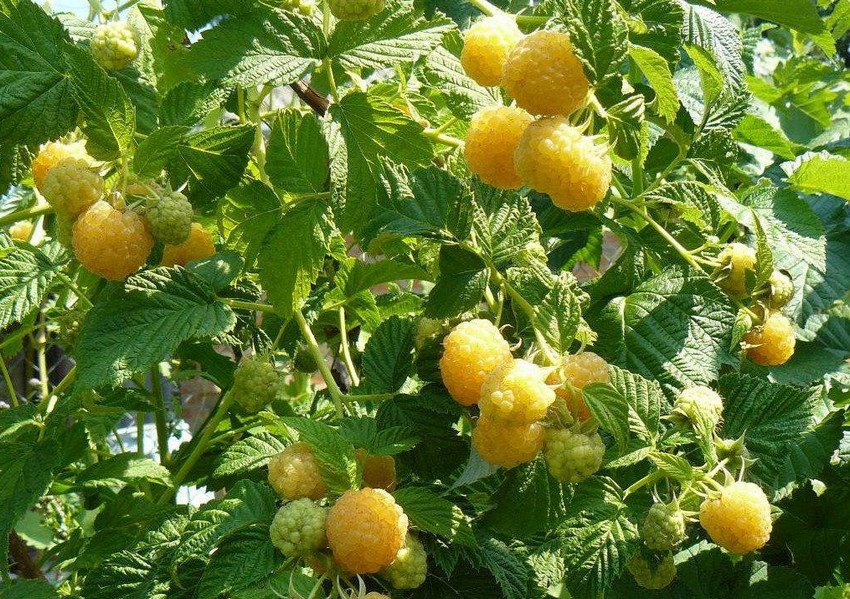 Жовтий гігант Жовтий гігант