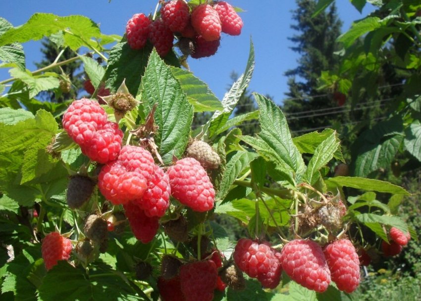 Краса Росії Краса Росії