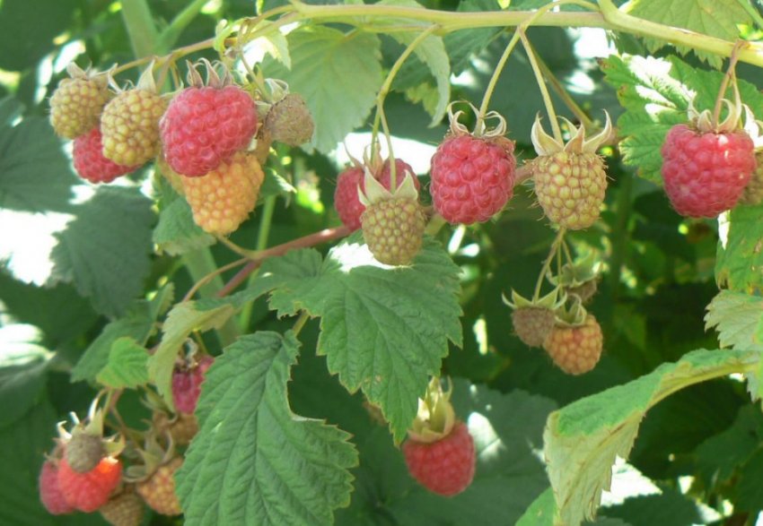 Малина Оленка Малина Оленка