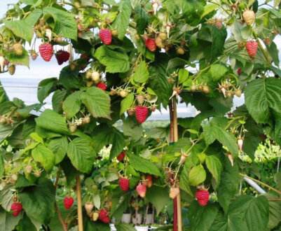 Штамбова малина — малинове дерево: особливості вирощування, врожайність