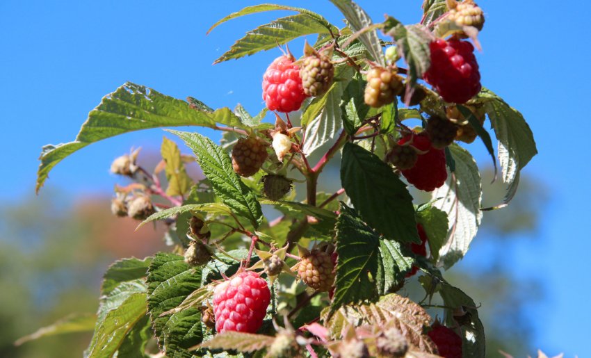 Малина Керолайн Малина Керолайн