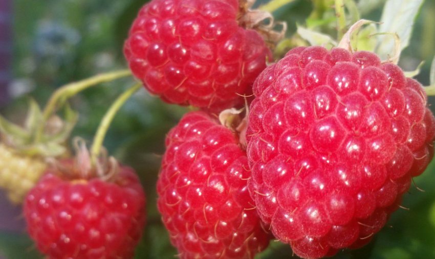 Малина Болгарський рубін Малина Болгарський рубін