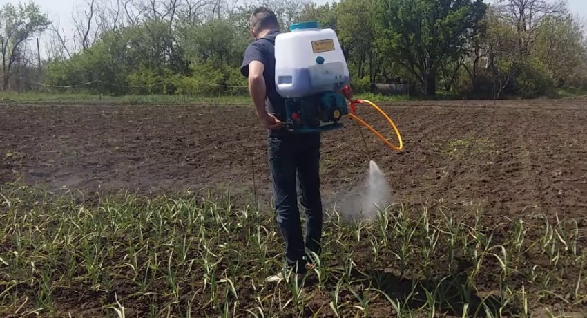 Підживлення часнику Підживлення часнику