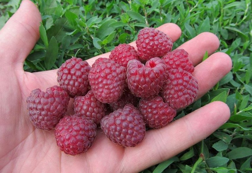 Дельбар Маніфік Дельбар Маніфік