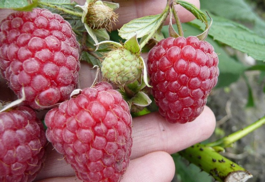 Малина Полька Малина Полька