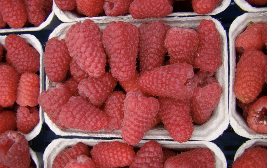 Урожай малини сорту Таганка Урожай малини сорту Таганка