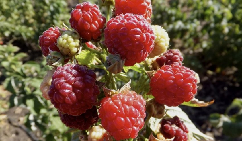 Сорт малини Херітейдж Сорт малини Херітейдж