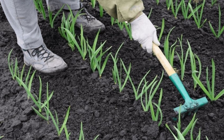 Обробка і підгодівля часнику Обробка і підгодівля часнику