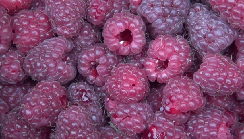 Малина Купчиха Малина Купчиха